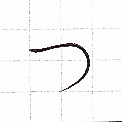 ひらがなのお手本「つ」