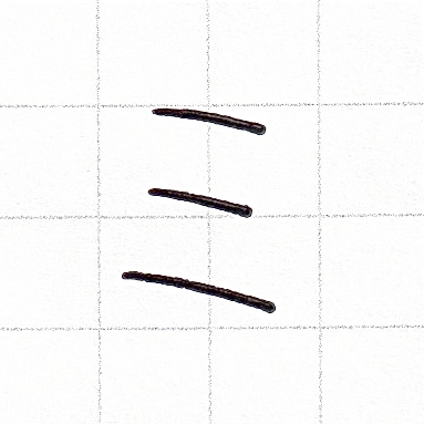 カタカナのお手本「ミ」